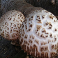 鲜香菇-采购干香菇和鲜香菇一批,共5000公斤,产地最好湖南``采购平台求购产品详情