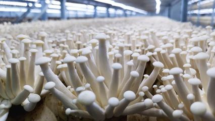 商洛商州:食用菌产业走出乡村振兴&ldquo;致富路&rdquo;