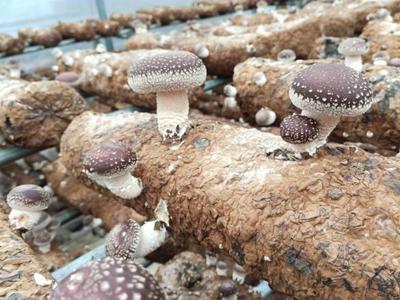 用矿泉水种香菇?这个食用菌厉害了|罗彬|香菇|食用菌_新浪新闻