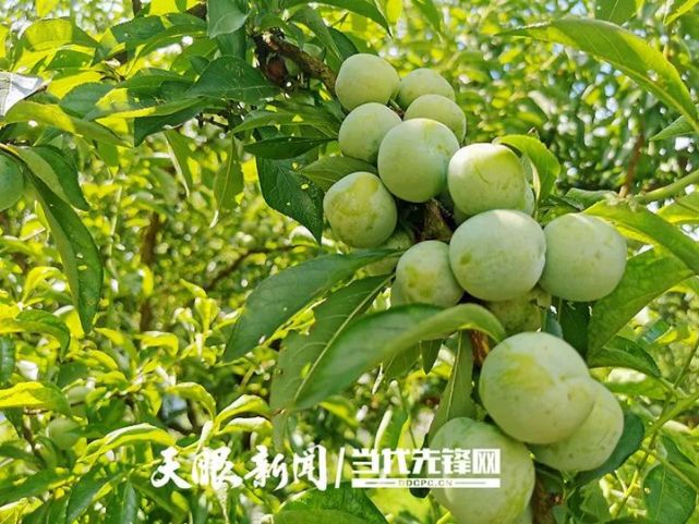 贵州着力打通特色优势农产品&ldquo;田间地头&rdquo;与&ldquo;市场端头&rdquo;迎接产销旺季