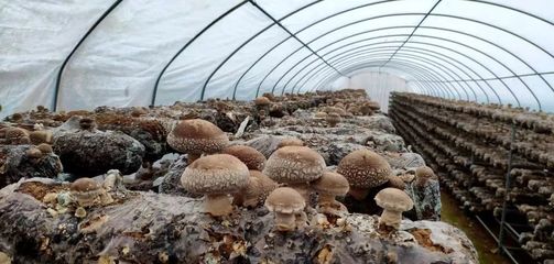 有了这位村支书,昔日&ldquo;沙滩窝&rdquo;变身&ldquo;金银窝&rdquo;