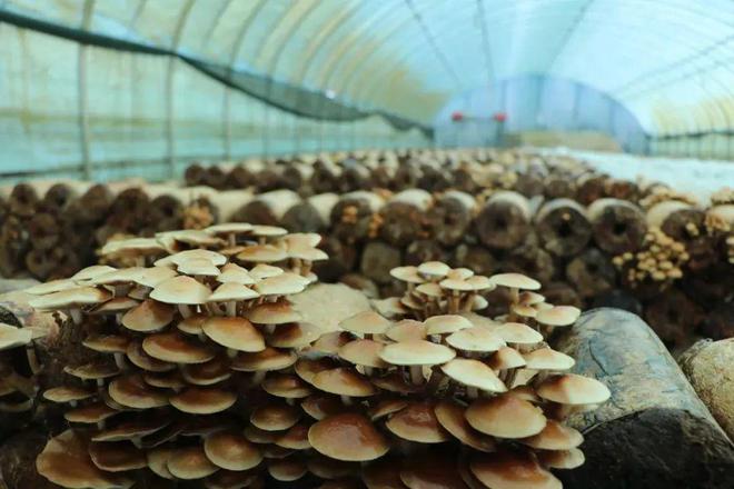 磐石取柴河镇:食用菌喜获丰收 新鲜上市