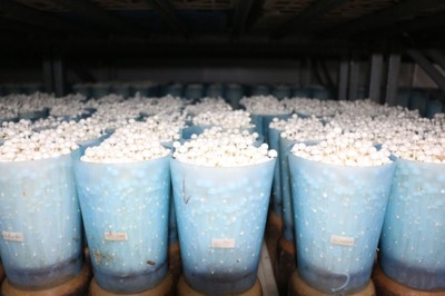 2024食用菌产业数智化创新发展大会观摩会&ldquo;京&rdquo;彩纷呈