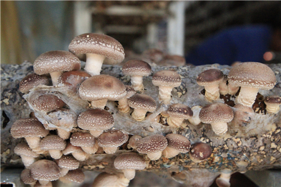 聚焦安龙:2019中国&middot;贵州食用菌产业发展大会即将开幕