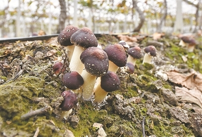 宁波葡萄藤下结出食用菌&ldquo;新秀&rdquo;