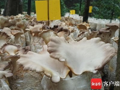 利用数字乡村建设让乡亲共享"数字红利" 江西广昌县这么做