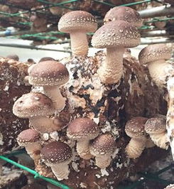 什么农作物好种 食用菌种殖快