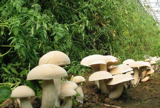 残疾人放弃吃低保,种植食用菌成功脱贫