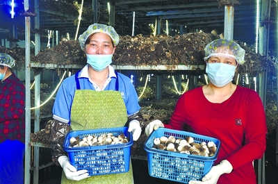 灌南县坚持&ldquo;科技兴菌&rdquo;战略