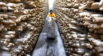 连云港灌南:&ldquo;菌都&rdquo;名片闪耀 小菌菇释放大&ldquo;蘑&rdquo;力