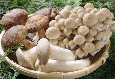 这样做的面,汤最好喝!