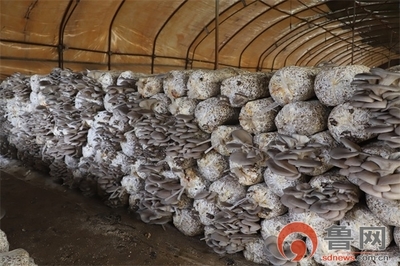 脱贫致富带头人|刘考顺:靠食用菌撑起脱贫致富&ldquo;伞&rdquo;