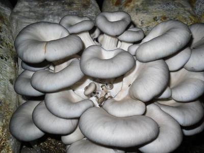 平菇是一种食用菌,在种植过程中,这些注意事项缺一不可!