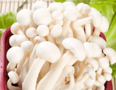 白玉菇的大图大全!白玉菇的高清大图欣赏! - 四季植物网