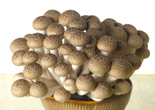 粤北首家工厂化栽培的食用菌企业 日产鲜菇50吨,年产1.6万吨