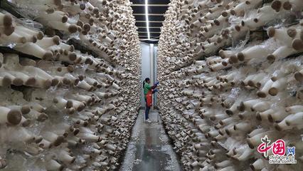 23省市2100余款产品参展全国菌博会 《中国食用菌产业年鉴》将发布