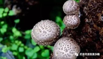 食用菌有效针对120余种疑难杂症及常见病