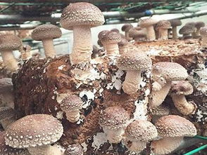 中盛永基食用菌微工厂本钱高吗