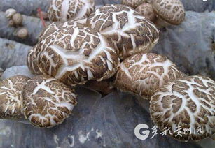 多彩贵州网 黔西南频道