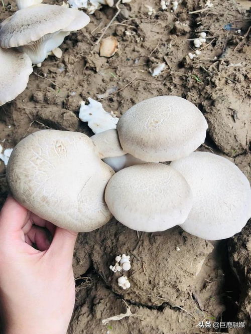 稀有食用菌 扇贝菇在巨鹿上市啦