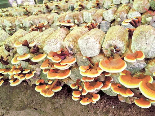 首个药用真菌新品种诞生 首家省级食用菌研究所成立