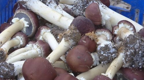 媲美松茸的食用菌 新秀 定海试种成功啦 价格很亲民
