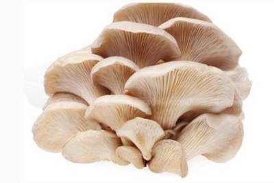 菌临天下 佳和菌菇季 我们的胃有福了