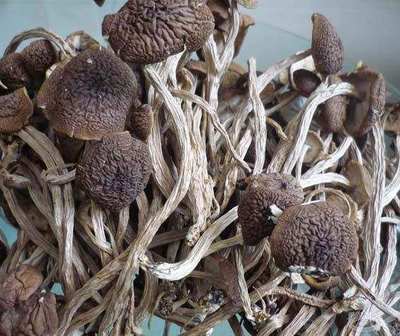 那些最好吃的食用菌吃不完怎么办?干制保存啊,这有方法的呢