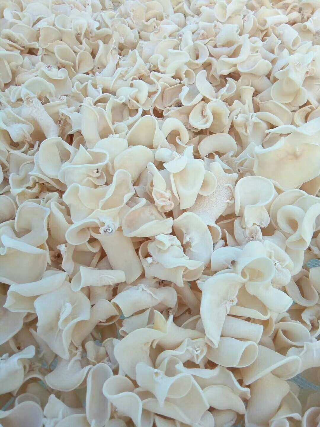 尚志市黑龙宫镇 农副产品&mdash;&mdash;顺成食用菌,思牧源农业 - 美篇