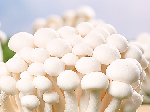 新鲜白玉菇拍摄 详情页设计 | 美食产品拍摄