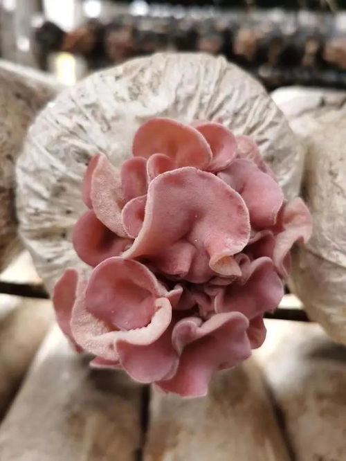 太美啦,四川省农业科学院成功驯化选育出 粉色毛木耳 新菌株
