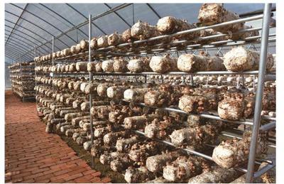 大企业的大担当,像抓茅台发展一样抓道真帮扶