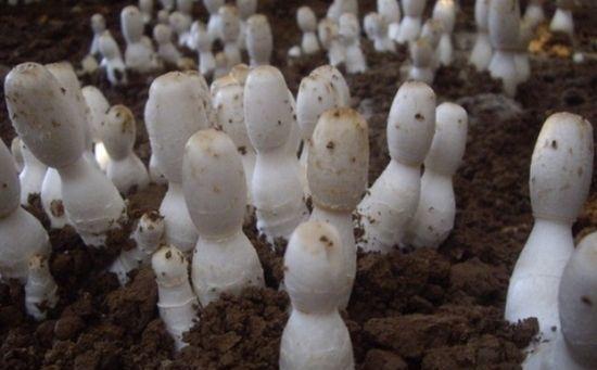 食用菌巧施营养的方法,想赚钱的菇农不能不知