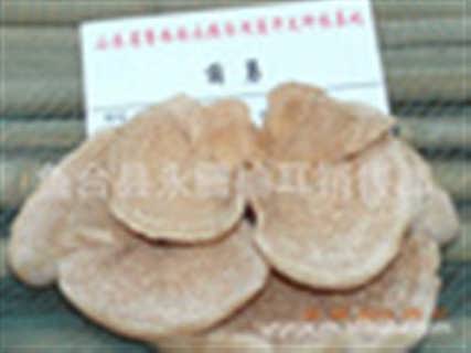 山东食用菌榆耳常年对外培训食用菌榆耳种植技术
