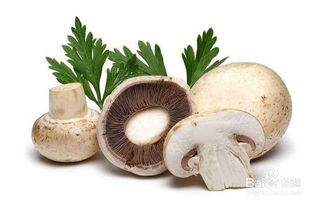 食用菌鲜为人知的五大秘密武器