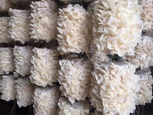 李玉院士有个食用菌产业强国梦