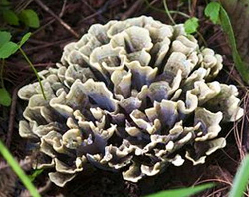 干巴菌,野生食用菌中的黑马王子