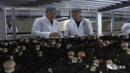 徐新率队赴平顶山市叶县绿筑菌业工厂化种植基地考察