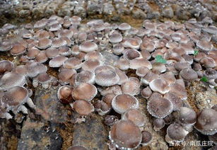 掌握好食用菌菌种的质量标准与检验方法,品质和产量有希望了