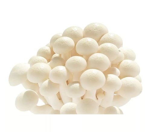 光明森源 旗下产品荣膺第十六届中国国际农产品交易会参展产品金奖