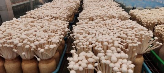 &ldquo;菌&rdquo;临天下!现代菌物示范区点亮农业创新之光