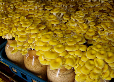 日本:榆黄蘑成为国际食用菌市场抢手品种_国际新闻_食用菌新闻_中国食用菌商务网