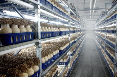 韶关曲江:打造大湾区优质食用菌基地