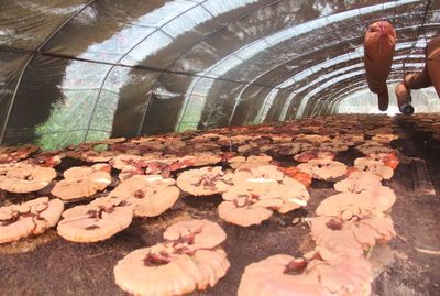 雾松砬子灵芝种植基地:解锁乡村振兴密码,扩宽农户致富路