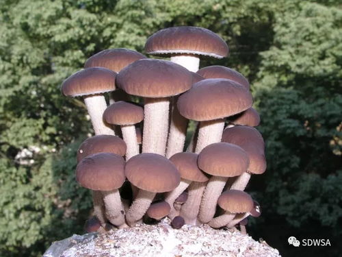 食用菌王国里的追梦者 刘叶高