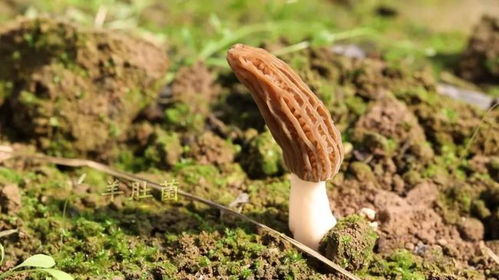 劳模风采丨周晴晴 做强食用菌产业 带领群众共同致富