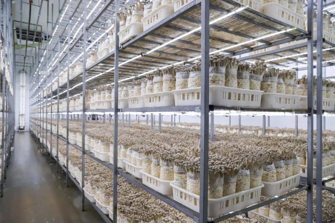 四川蓬溪:小菌菇做成大产业 拥有20余种食用菌工厂化产品_基地风采_食