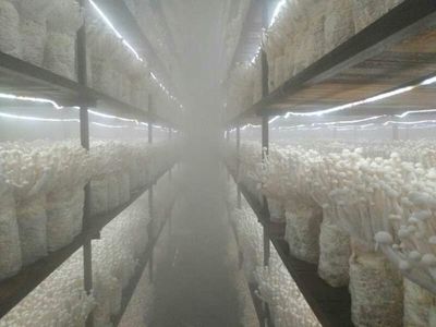 泰宁:发展智慧菌菇,提质增效