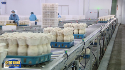甘肃省张掖市擦亮食用菌&ldquo;金名片&rdquo; 撑起乡村振兴&ldquo;富民伞&rdquo;