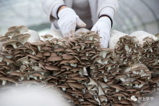 多彩贵州网 乌蒙 菌子 ,美若天仙 6.5万亩,17.8亿年产值是个什么概念